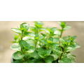 Asian garden indoesnisa Spearmint seeds flower seeds for growing